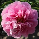 Paeonia Kathy's Touch Пион Кэти'с Тач Осень 2021