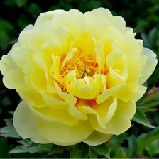Пион Ито-гибрид 'Бартзелла / Paeonia Itoh 'Bartzella'