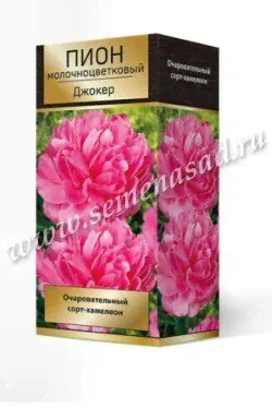 Пион Джокер 2/3 1шт (Поиск)