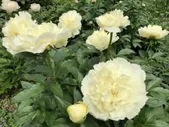 Пион Ванилла Шнапс