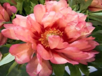 Пион Хиллари (Paeonia itoh Hillary)-0