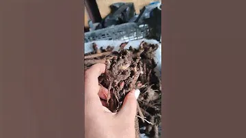 На видео корни пиона Бартзелла. Вы можете приобрести любой сорт пиона из этого видео.