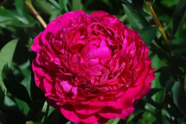 Пион молочноцветковый Канзас (Paeonia laktiflora Kansas) С5