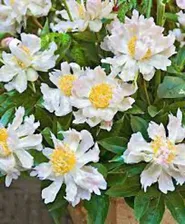 Пион Грин Лотус (Paeonia Green Lotus, Зелёный Лотус)
