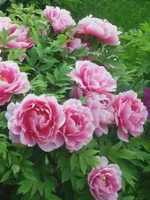 Семена Пион древовидный микс цветов, Пион полукустарниковый, Paeonia suffruticosa, 5 штук (art.: 3920be6226b85)