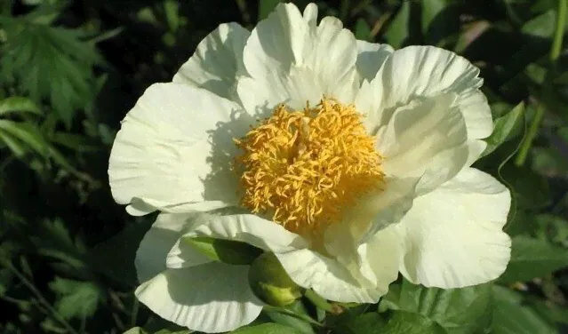Пион Roy Pehrson's Best Yellow-0