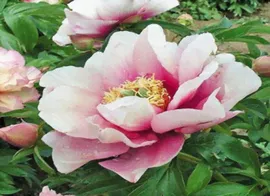 Пион Пастель Лилас (Paeonia itoh Pastel Lilas)