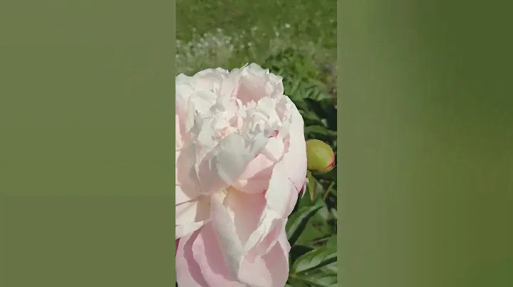 Неизвестный пион