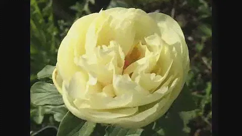 Пион Лемон Шифон – Paeonia Lemon Chiffon