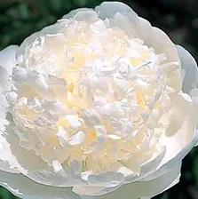 Пион 'Брайдл Гаун' / Paeonia lactiflora 'Bridal Gown'