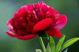 Пион Ред Меджик