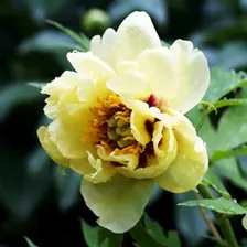 Пион Yellow Waterlilly (Йеллоу Уотерлили)
