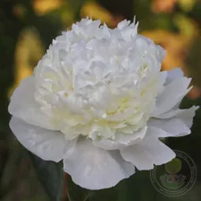 Пион Принцесс Брайд (Paeonia Princess Bride)