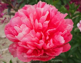 Paeonia Lorelei Пион Лорелей