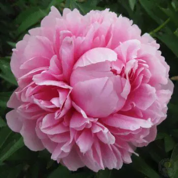 Пион Бесс Бокстос (Paeonia Bess Bockstoce)-1