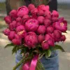 Пион малиновый Вайт Кеп