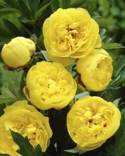 Пион Paeonia Yellow Crown 2/3