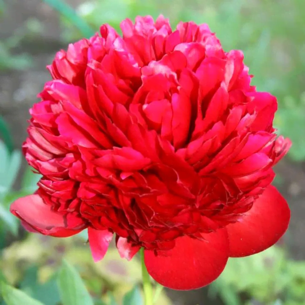 Пион Ред Спайдер (Red Spider)