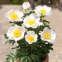 Пион Paeonia Dublin 2/3