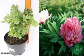 Пион Ито-гибрид Хиллари (Paeonia Itoh-hybrid Hillary) С5