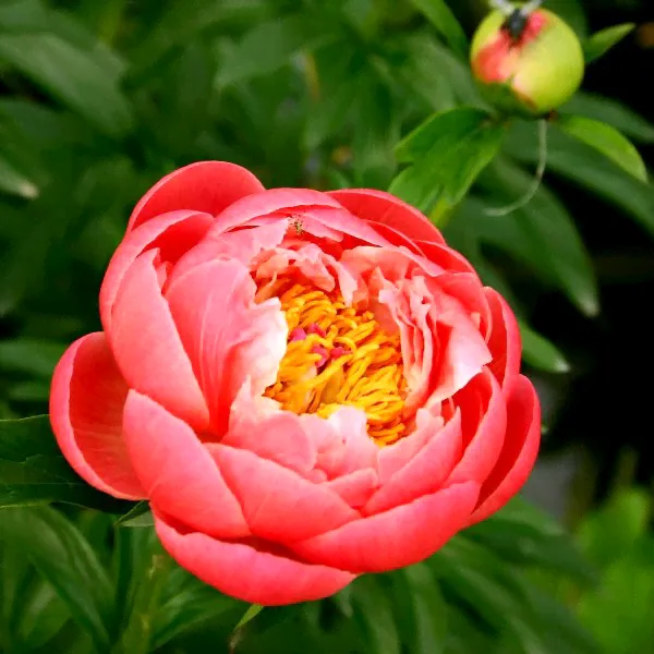 Пион Корал Чарм Paeonia Coral Charm-0