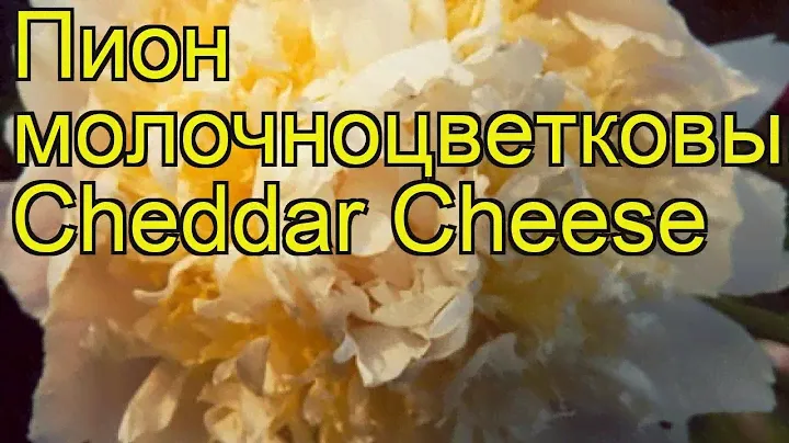 Пион молочноцветковый Чеддер Чиз. Краткий обзор, описание paeonia lactiflora Cheddar Cheese