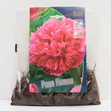 Пион РОЗА ПЛЕНА МАХРОВЫЙ р-р 2/3, 1 шт