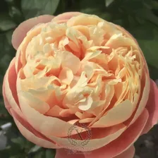 Paeonia King's Day Пион Кингз Дей