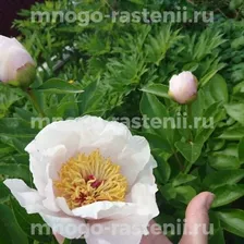 Пион молочноцветковый Реквием