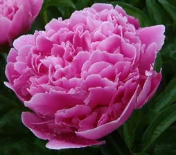 Пион Pink Jazz