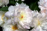 Пион Paeonia Marshmallow Puff 3/5