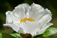 Пион травянистый Гарден пис (Garden peace)