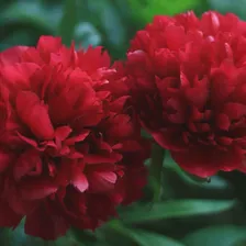 Пион Ред Лав