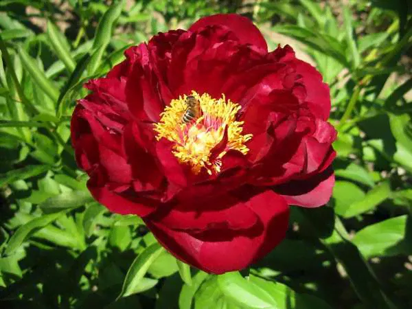 Пион молочноцветковые "Ред Глори" / Paeonia "Red Glory" С3