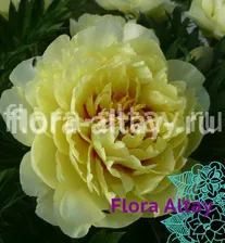Пион Bartzella
