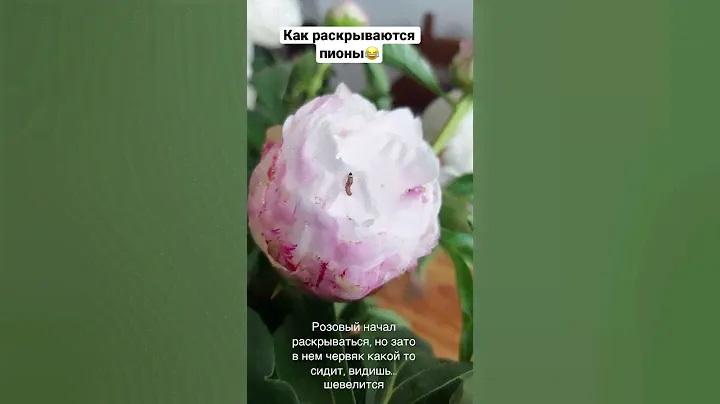 Пионы