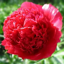 Пион межвидовой гибрид Paeonia Command Performance