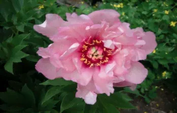 Пион Фест Арривал (Paeonia itoh First Arrival)-0