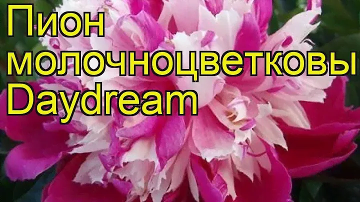 Пион молочноцветковый Дэйдрим. Краткий обзор, описание характеристик paeonia lactiflora Daydream
