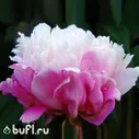Пион Пион Peaches & Cream (корень)