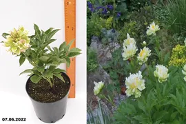 Пион молочноцветковый Грин Хало (Paeonia laktiflora Green Halo) С5