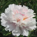 Пион Фэн Чжу Пан / Розовый Жемчуг / Тарелка с розовым жемчугом (Paeonia Fen zhu pan / Pink Pearls Plate)
