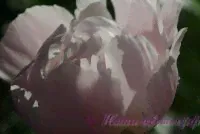 Пион травянистый 'Блаж Квин' / Paeonia 'Blush Queen'