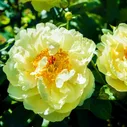 Пион Lemon Chiffon (Лемон Шифон)