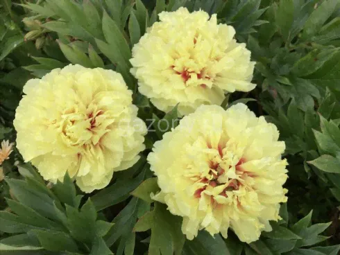 Пион ИТО Paeonia ITOH "Sonoma Ye Do" : С5>-0