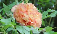 Пион ИТО Paeonia ITOH "Scrumdidleumptious" : С5>