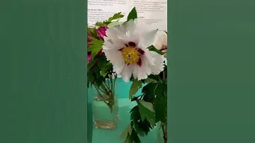 О древовидных пионах