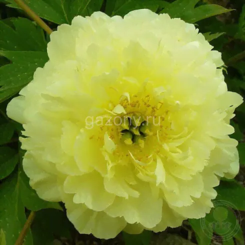 Пион ИТО Paeonia ITOH "Yellow Doodle Dandy" : С5>-0