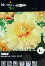 Саженцы: Пион ИТО-гибрид Преир Шарм