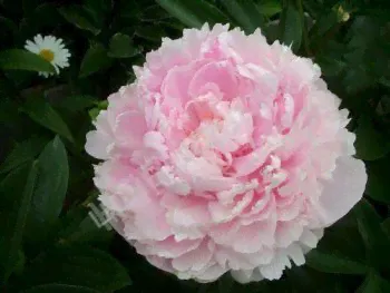 Пион Мадам д'Ур Пион / Мари д`Ур (Paeonia Madame d'Hour / Marie d'Hour)-0